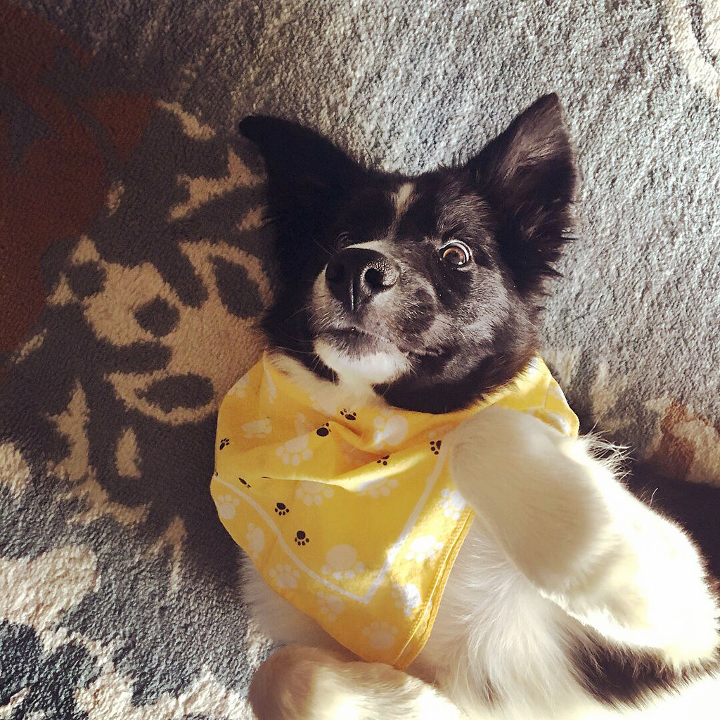 dog
